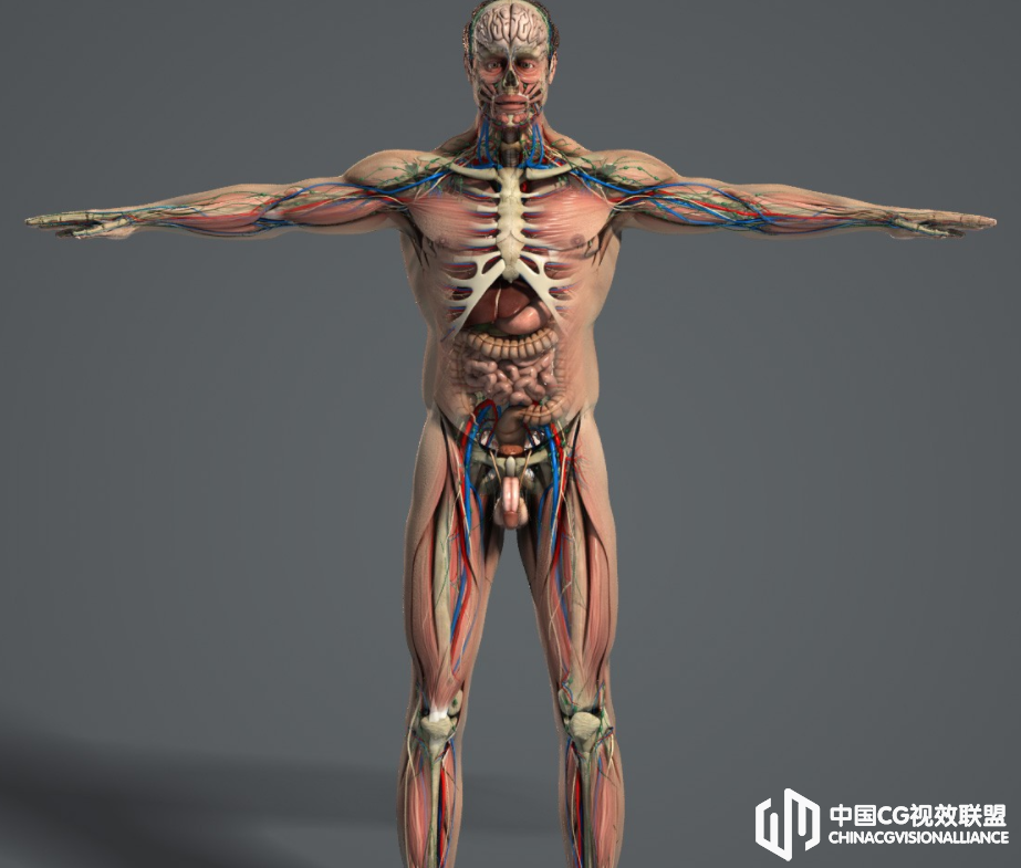 男**体解刨器官经脉展现C4D模子