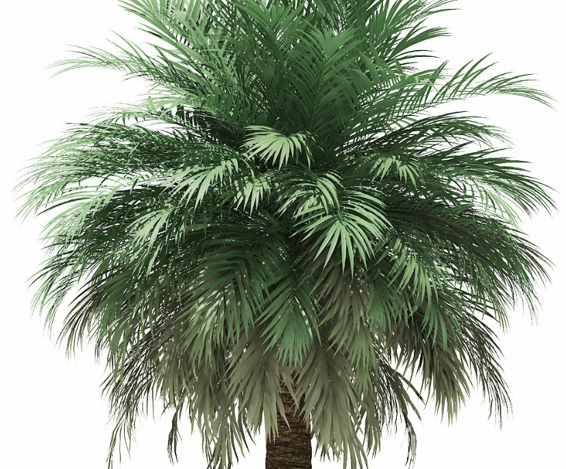 Palm Trees 棕榈树3D模子合集(Max格式含材质贴图)